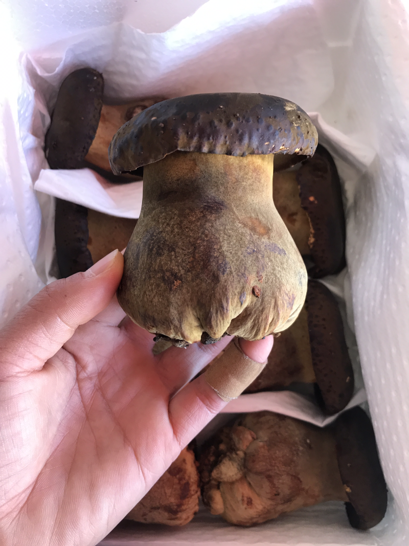 新鲜黑牛肝菌产地批发量大从优！