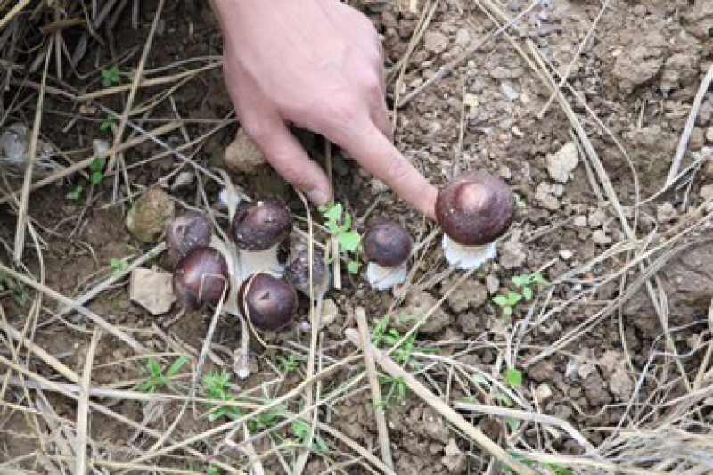 新鲜姬松茸菌产地基地批发云南特产赤松茸巴西菇