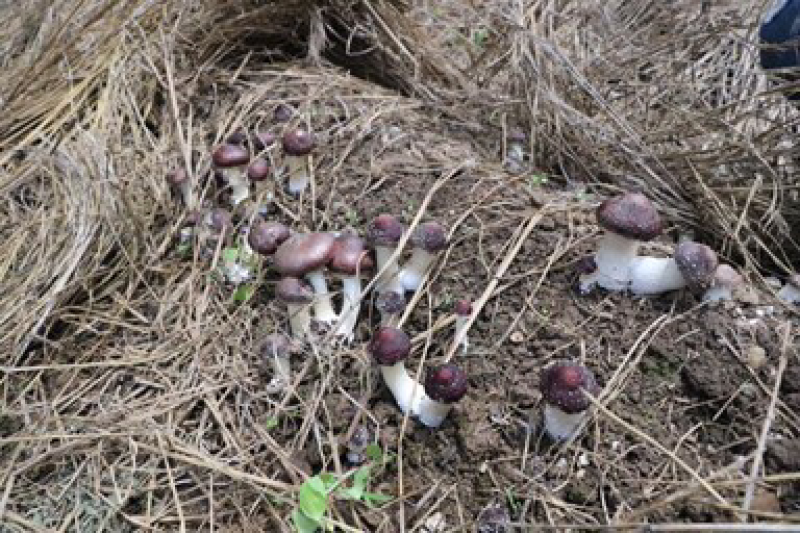 新鲜姬松茸菌产地基地批发云南特产赤松茸巴西菇