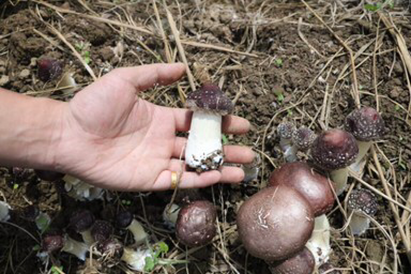 新鲜姬松茸菌产地基地批发云南特产赤松茸巴西菇