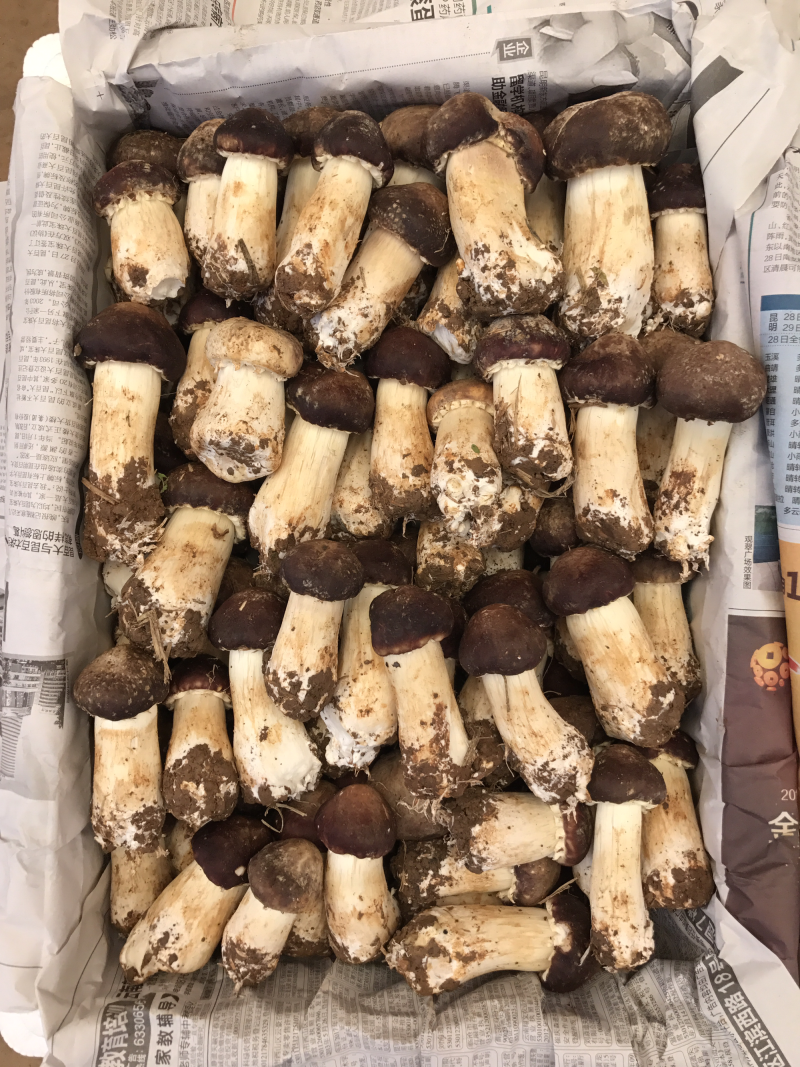 新鲜姬松茸菌产地基地批发云南特产赤松茸巴西菇