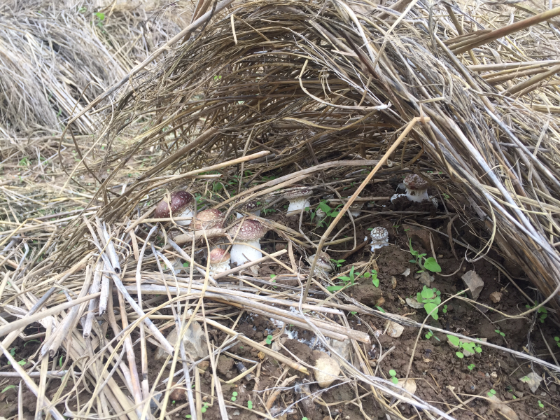 新鲜姬松茸菌产地基地批发云南特产赤松茸巴西菇