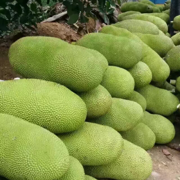 海南三亚青皮菠萝蜜