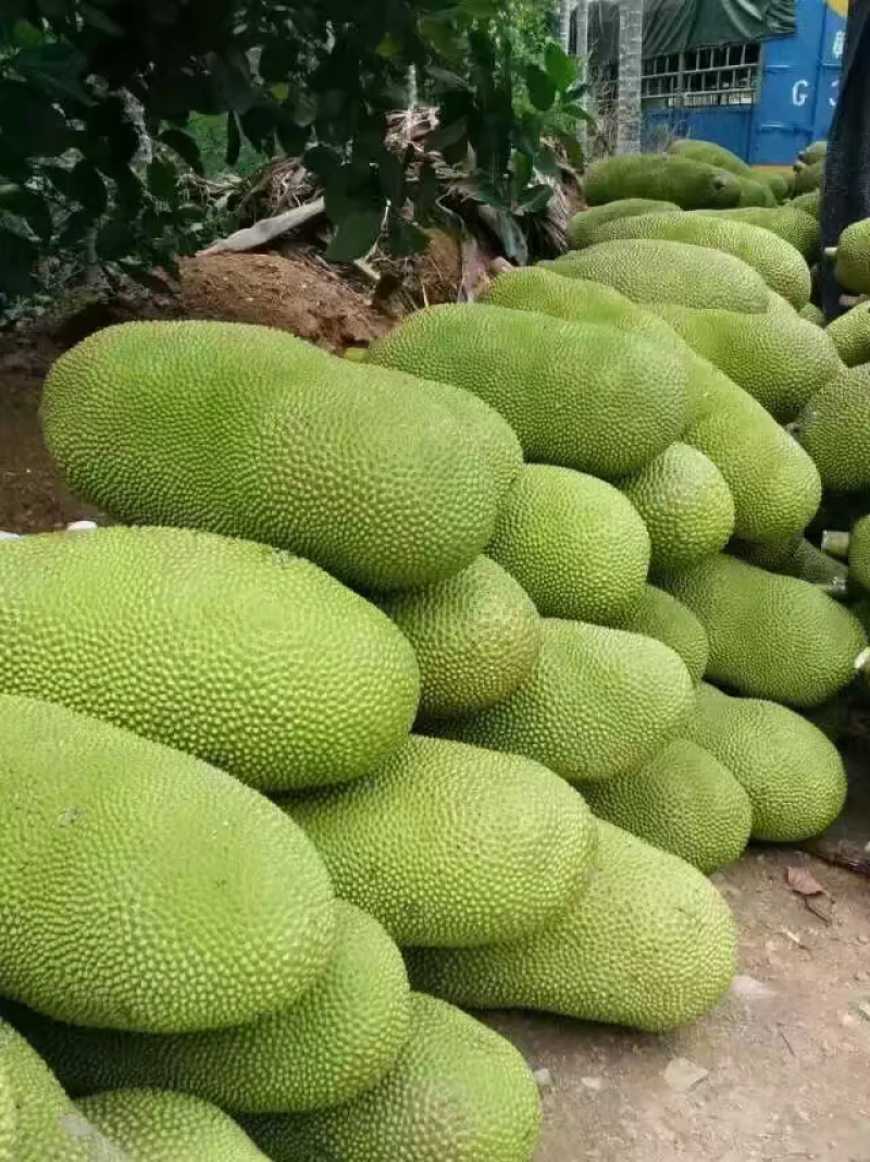 海南三亚青皮菠萝蜜