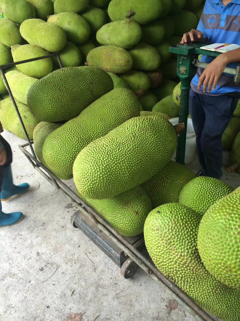 海南三亚青皮菠萝蜜
