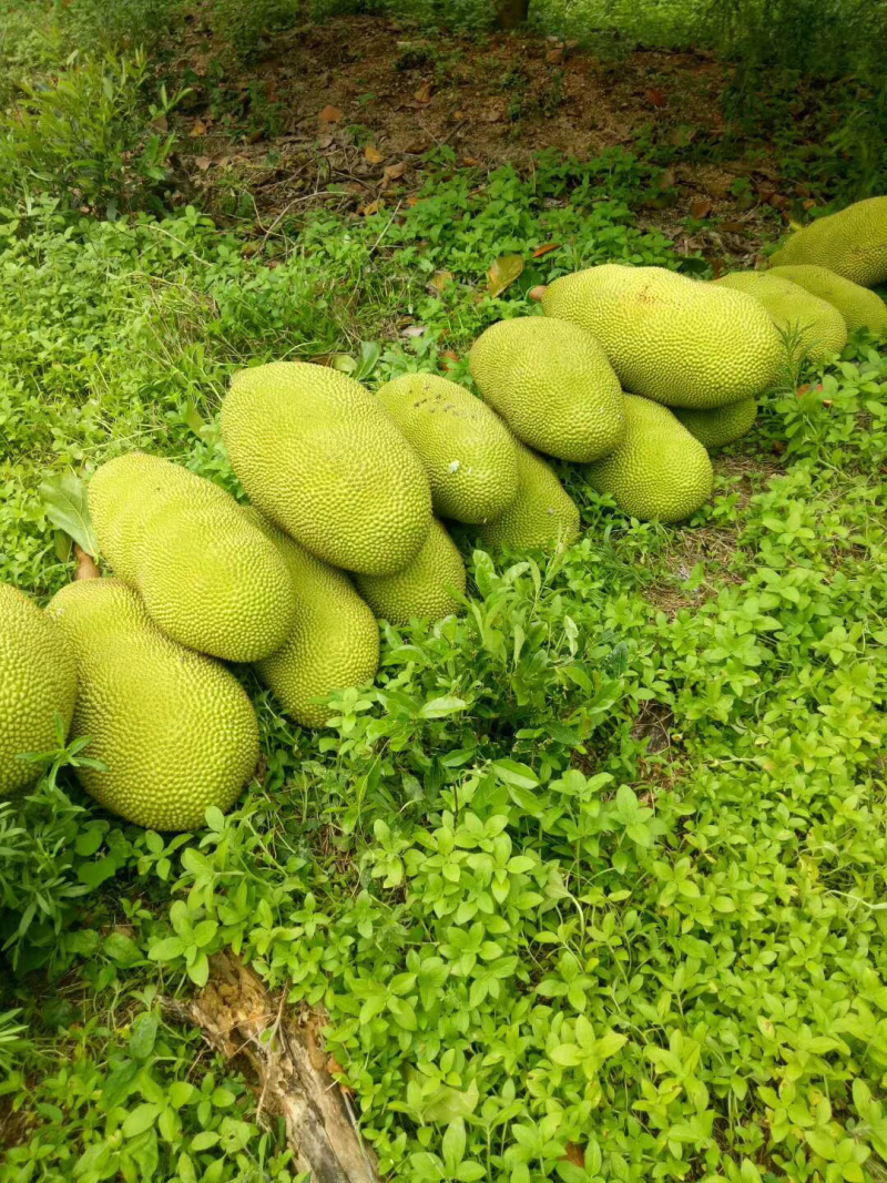 海南三亚青皮菠萝蜜