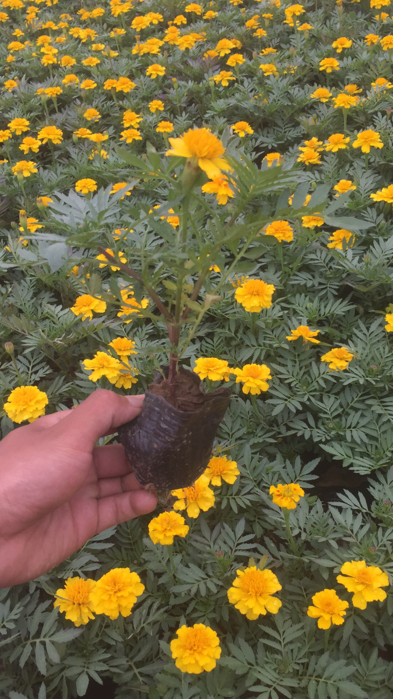 孔雀草、，时令草花孔雀草，质优价廉青州产地