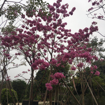 紫花风铃木