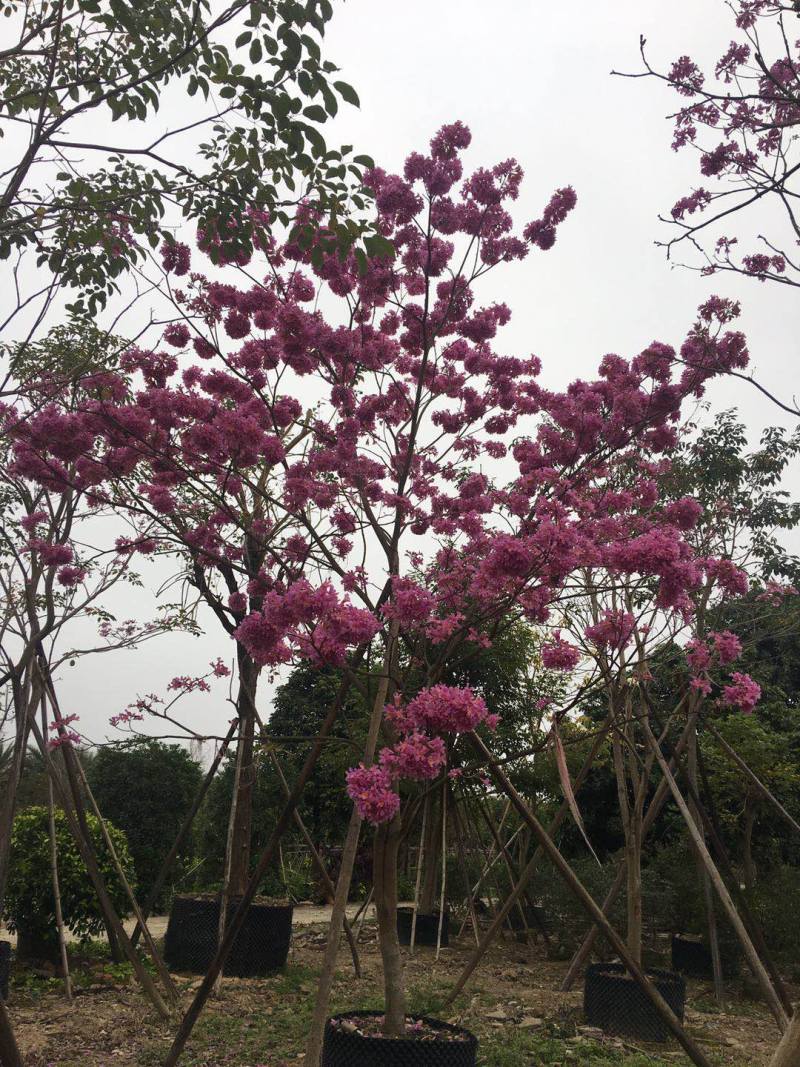 紫花风铃木