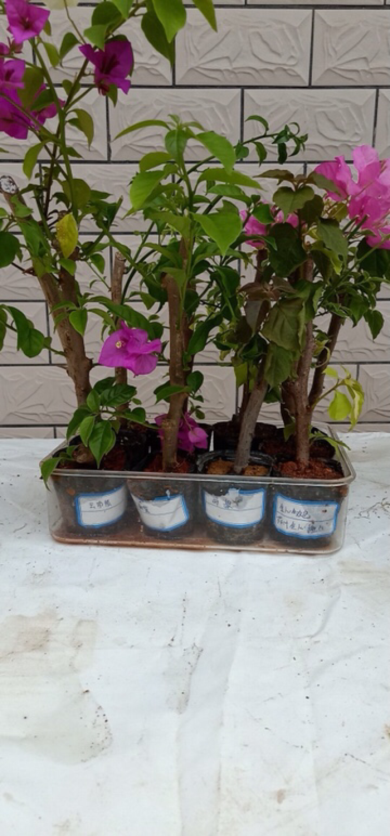 多色三角梅小苗，看品种，看颜色，