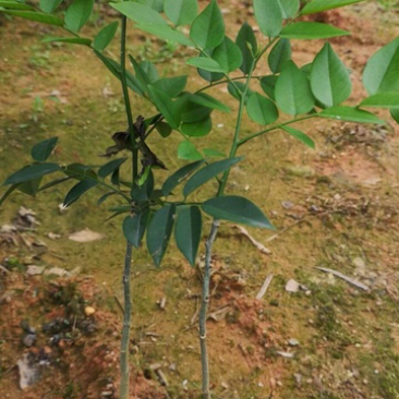 黄花梨