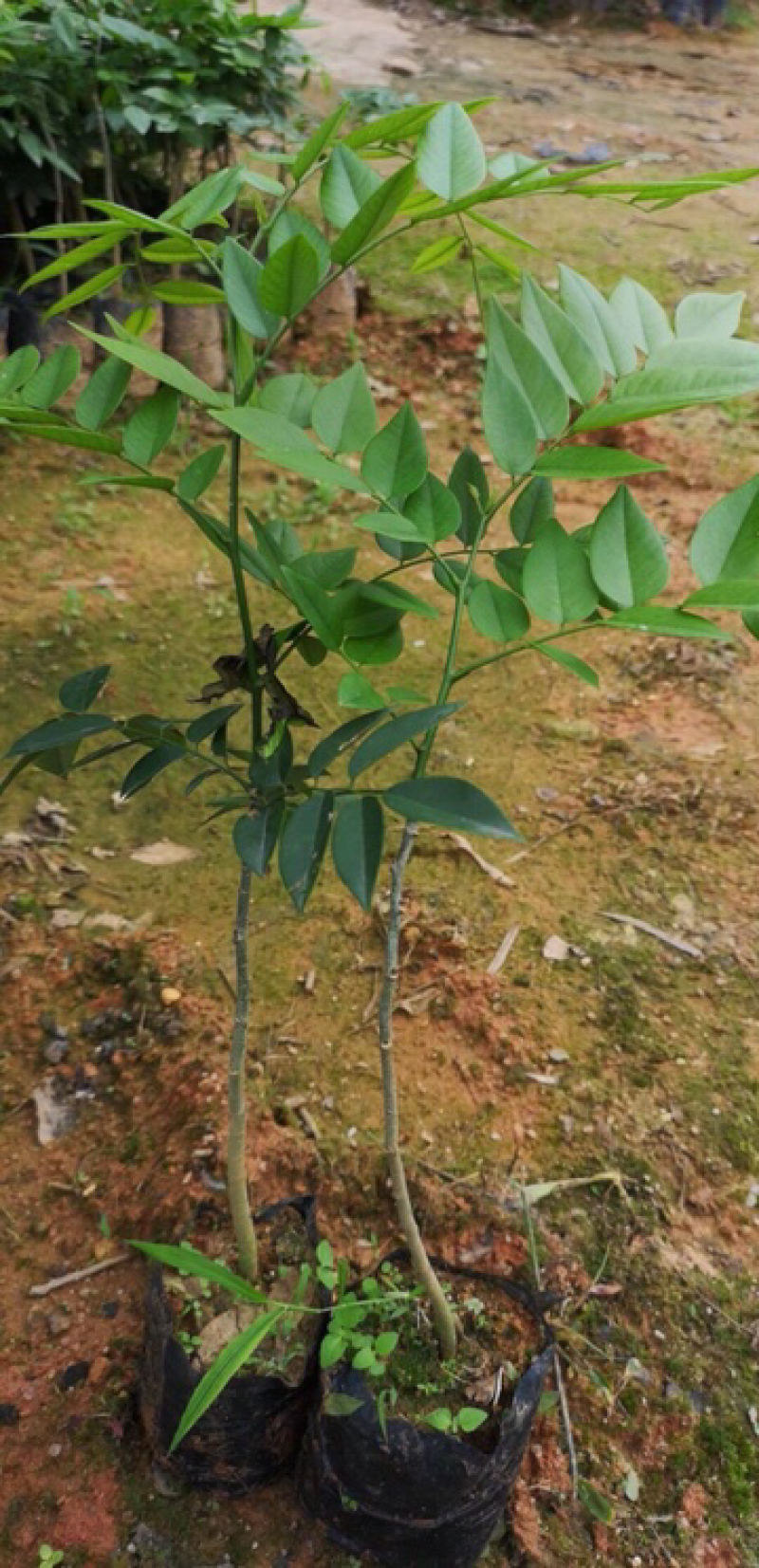 黄花梨