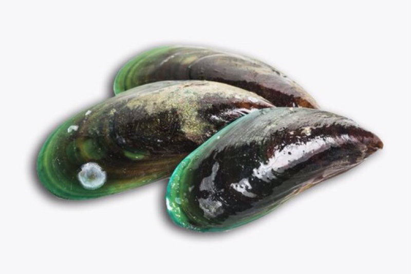 青口贝