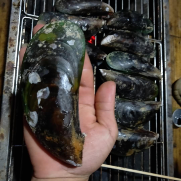 青口贝