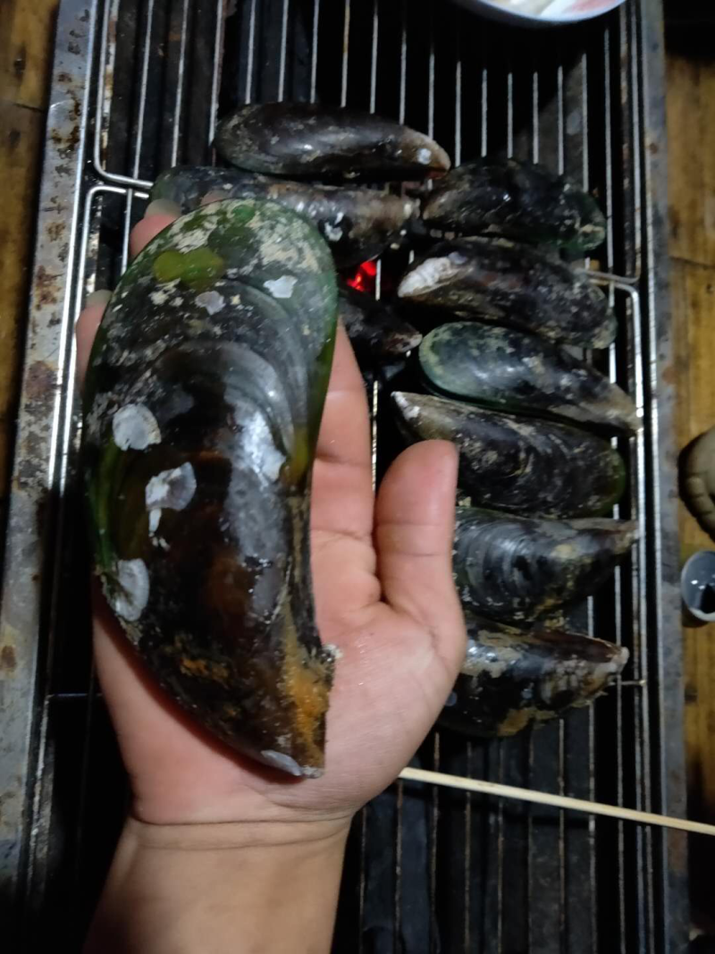 青口贝
