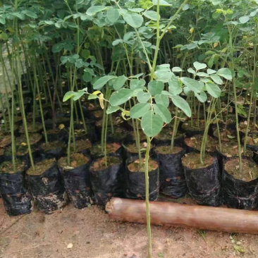 辣木