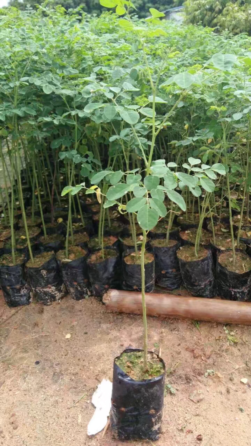 辣木