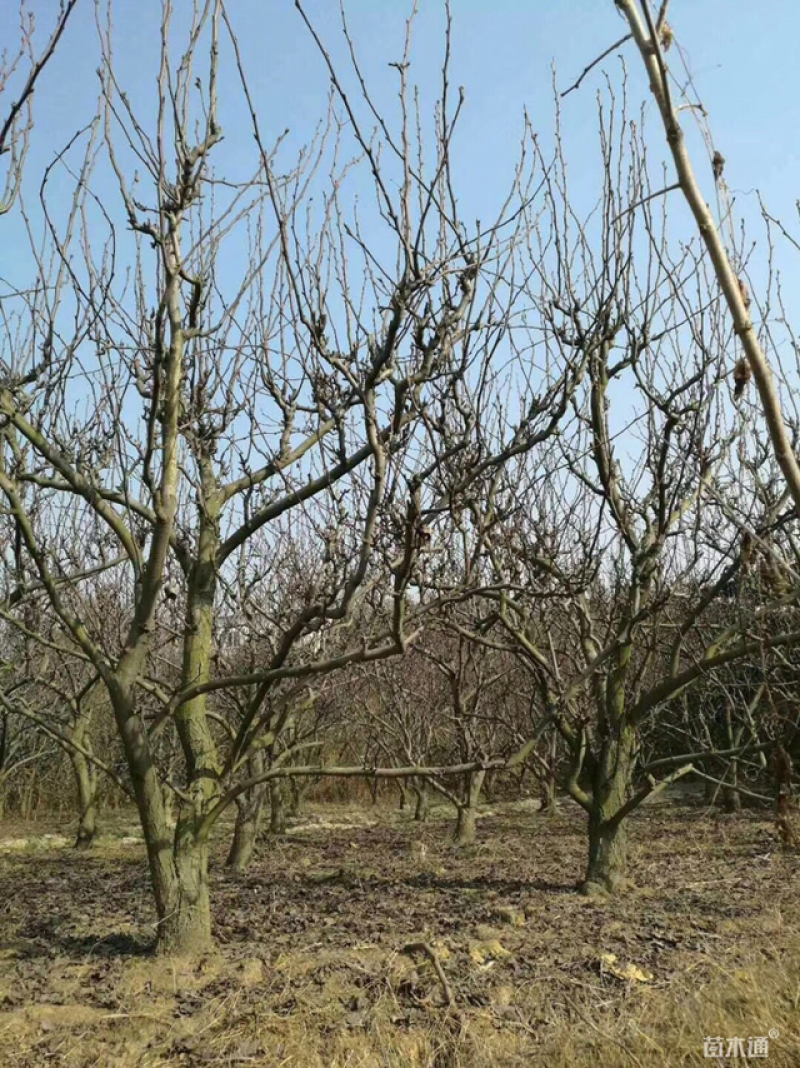 梨树