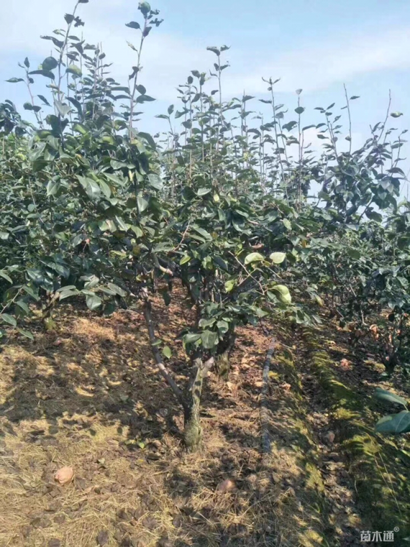 梨树