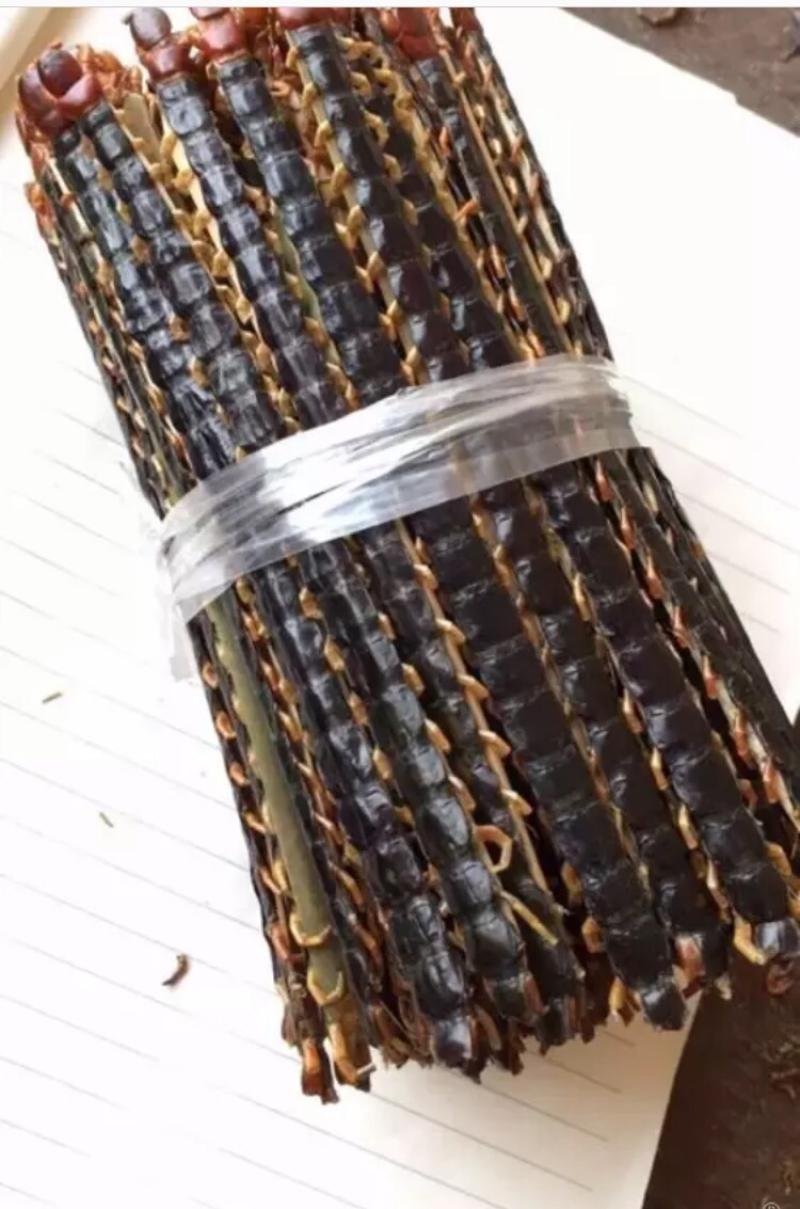 野生蜈蚣