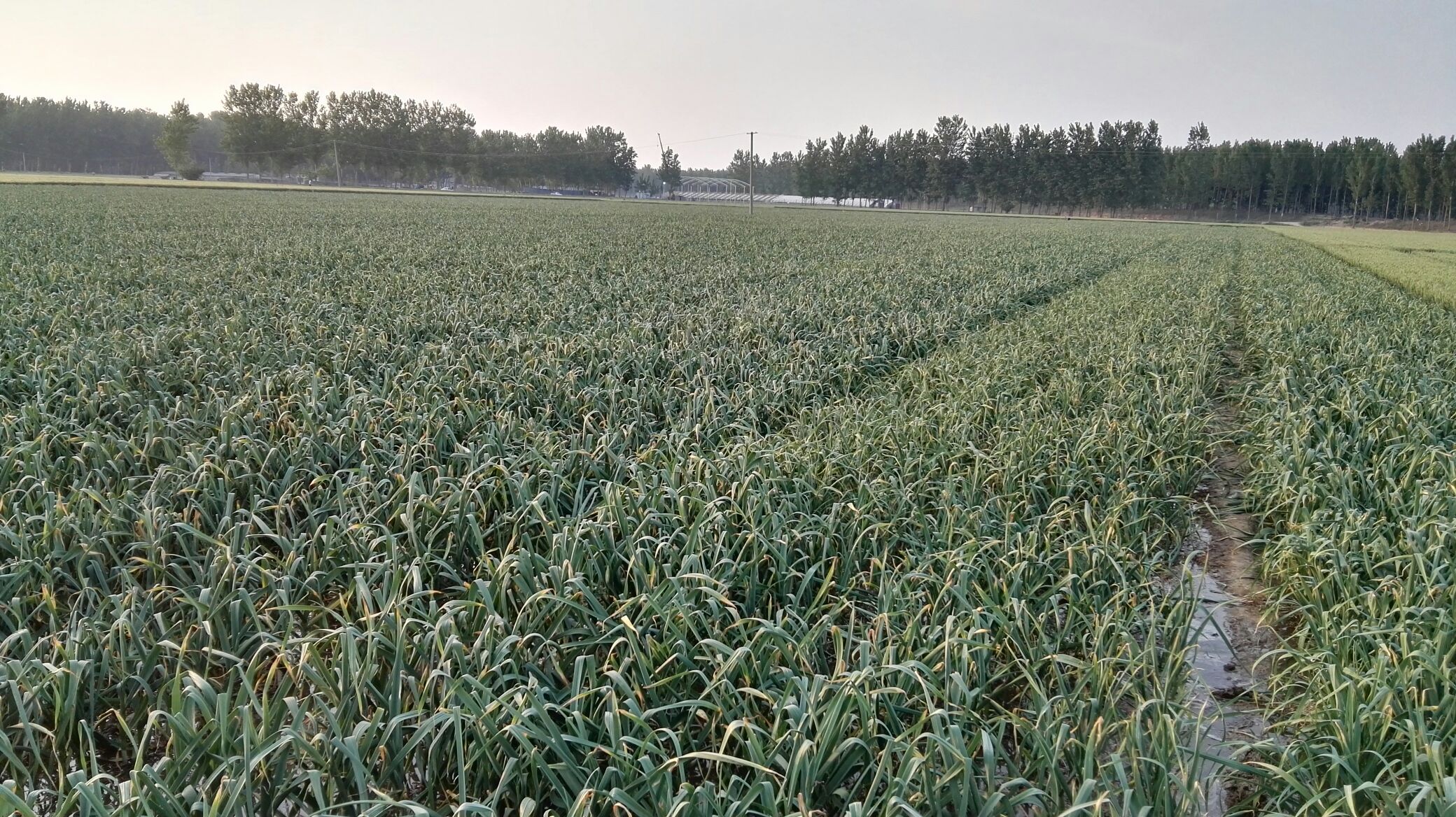 紫皮蒜河南新乡封丘县_批发_供应-一亩田农业