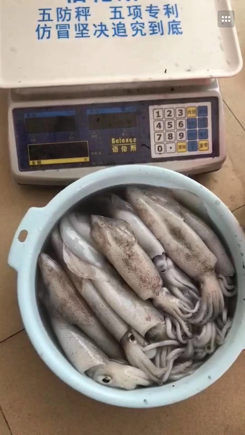 生鲜鱿鱼