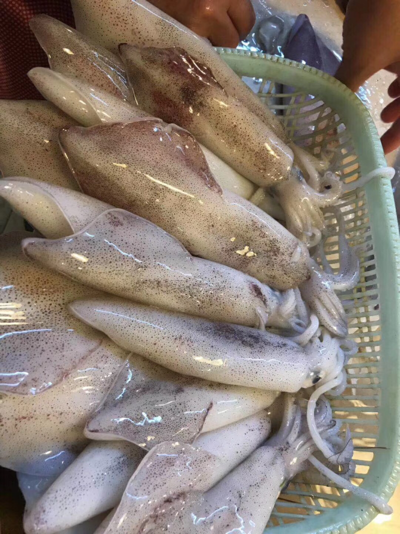 生鲜鱿鱼