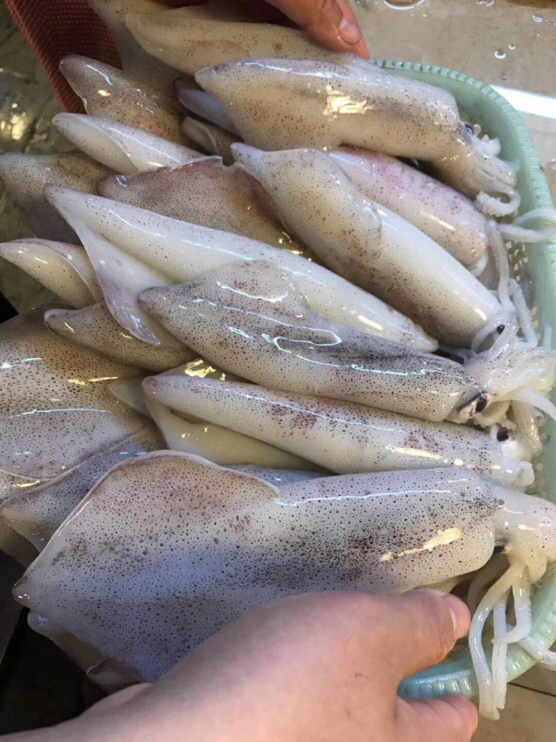 生鲜鱿鱼