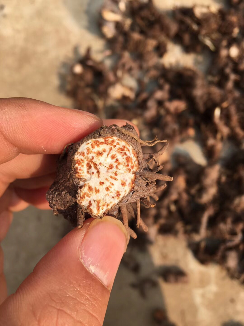 湖北钟祥大洪山山脉出产，正宗野生茅苍术，药用价值高