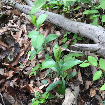 湖北钟祥大洪山山脉出产，正宗野生茅苍术，药用价值高