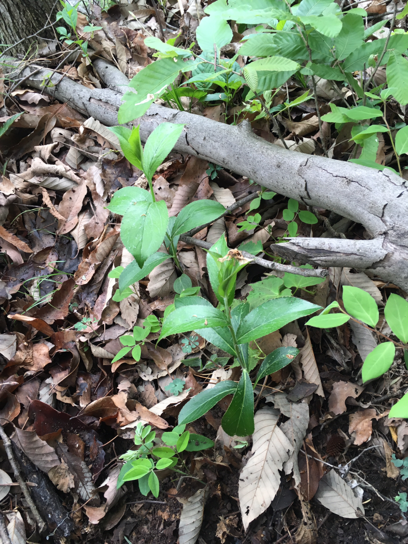 湖北钟祥大洪山山脉出产，正宗野生茅苍术，药用价值高