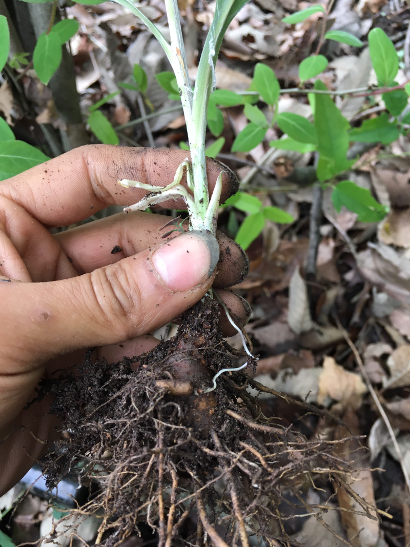 湖北钟祥大洪山山脉出产，正宗野生茅苍术，药用价值高