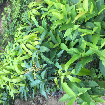 芒果苗，。四季品种。
