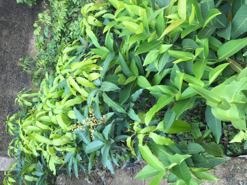 芒果苗，。四季品种。