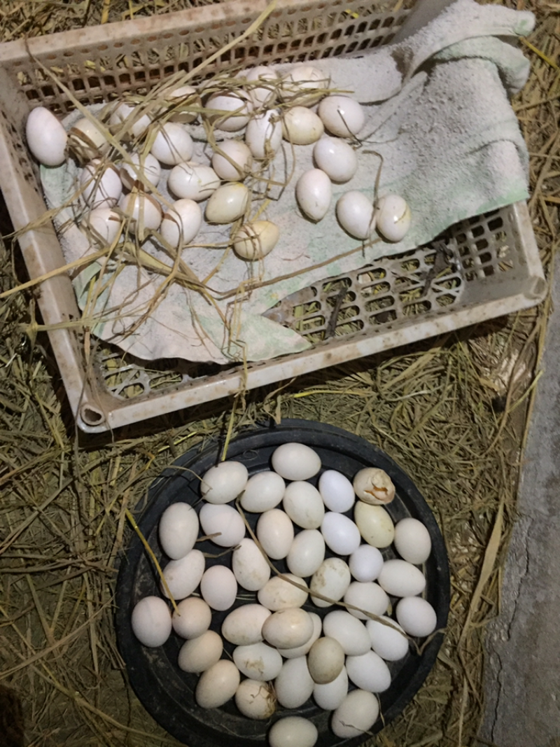 贵妃鸡蛋