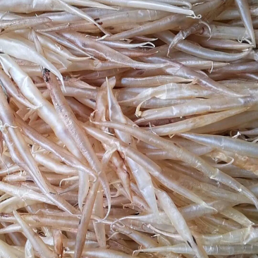 鱼鳔