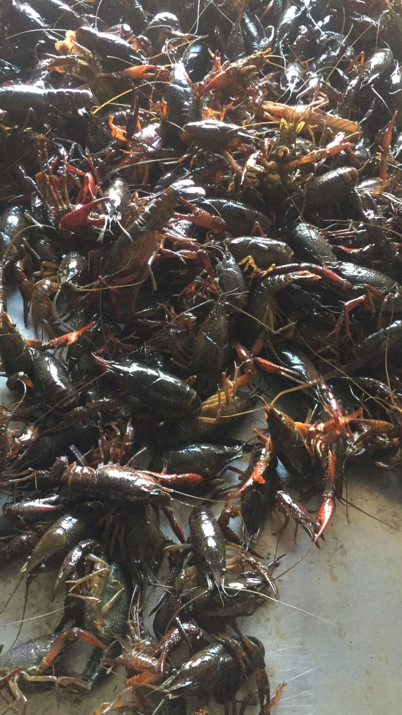 优质小龙虾，各种规格都有，找长期合作客户