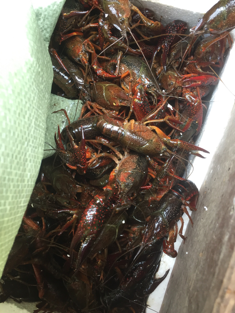 优质小龙虾，各种规格都有，找长期合作客户