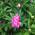 2019芍药上市