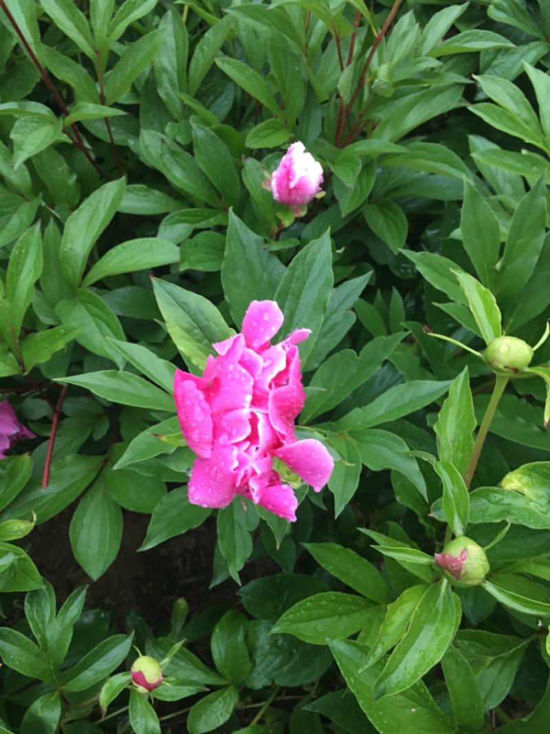 2019芍药上市