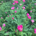 2019芍药上市
