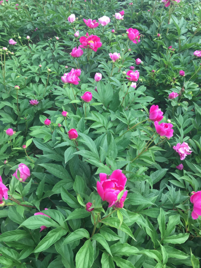 2019芍药上市