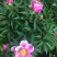 2019芍药上市
