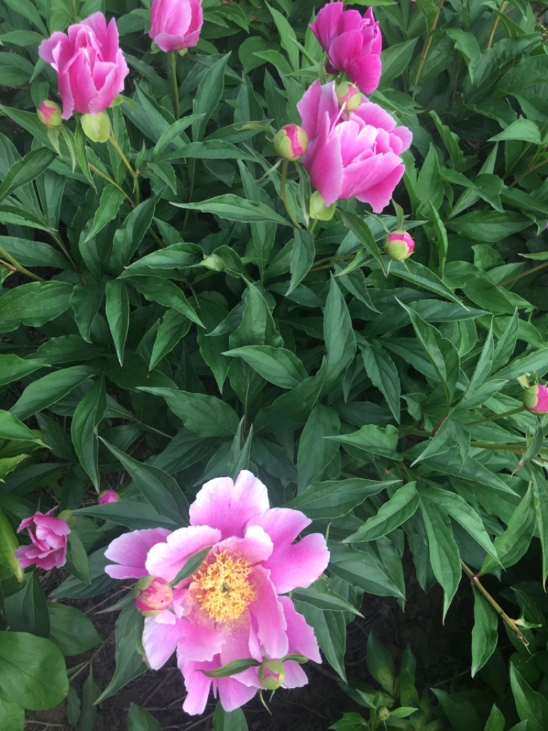 2019芍药上市