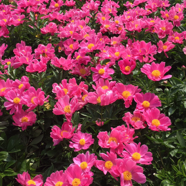 2019芍药上市