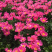2019芍药上市