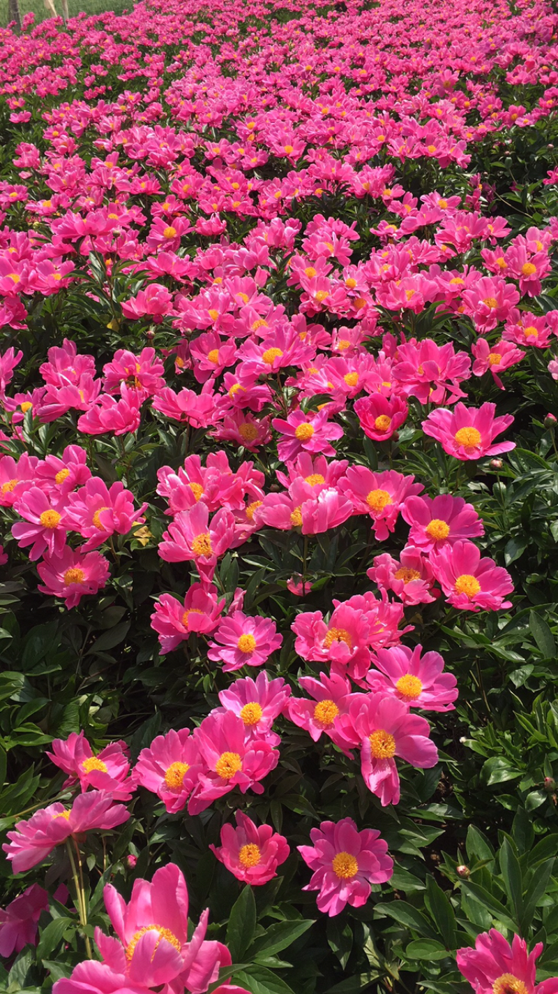 2019芍药上市