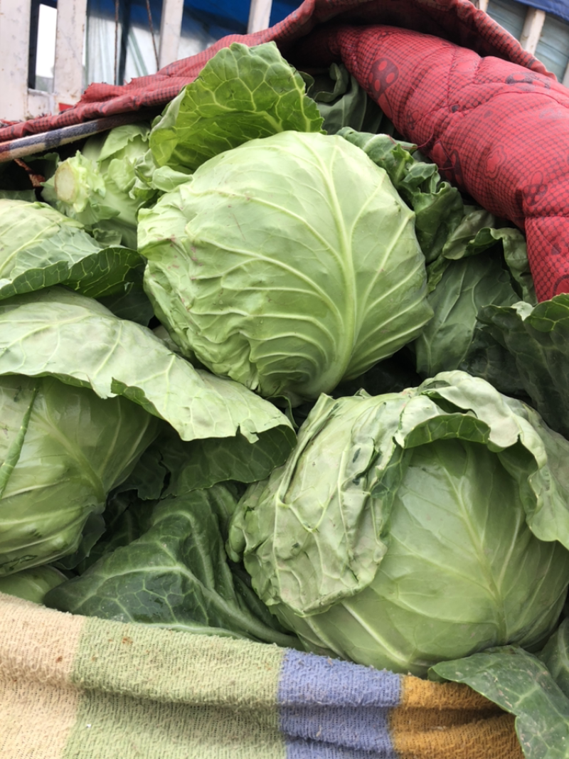 河北邯郸精品甘蓝，现货发售，可供美团电商加工厂