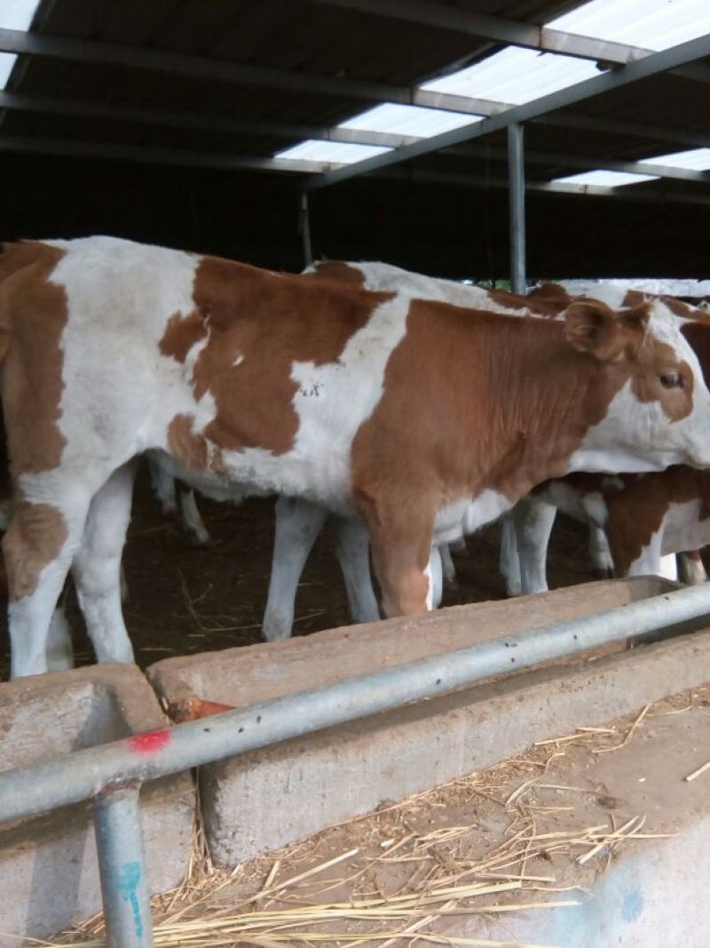 西门塔尔牛犊300~400kg
