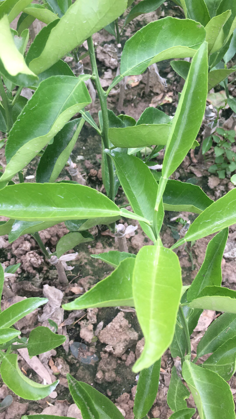 明日见苗子很好很老